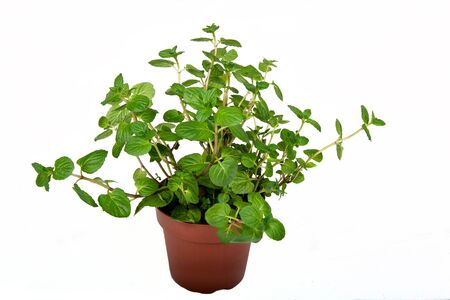 basket with fresh mint on white backgroundの写真素材
