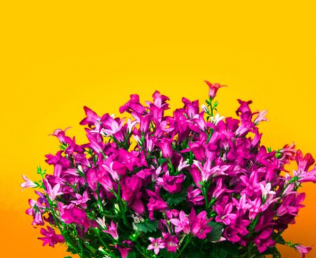 bell flowers on a yellow backgroundの写真素材