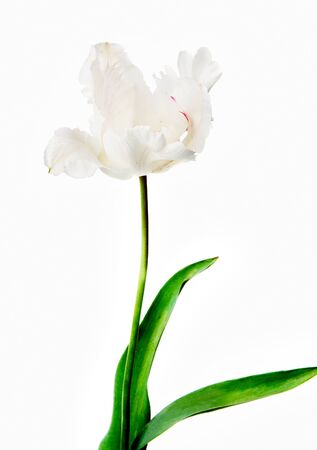 white tulip against white backgroundの写真素材