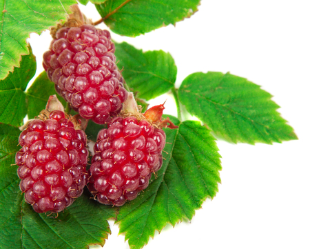 Raspberries with leaves isolated on white background