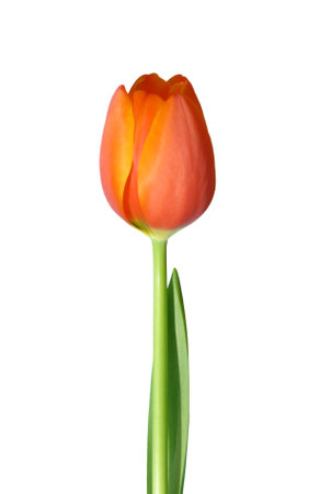 Isolated Orange Red Tulip                               の写真素材