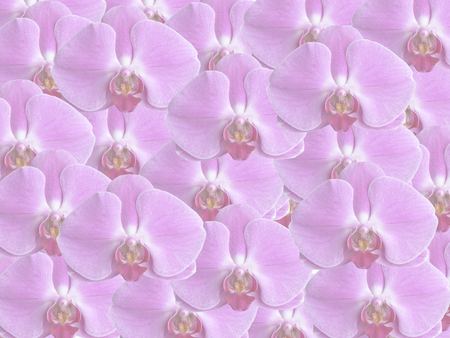 Purple Orchid の写真素材