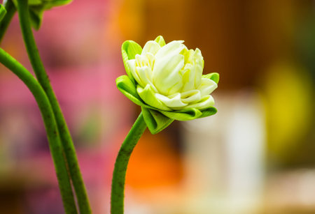 Lotus augmentの写真素材