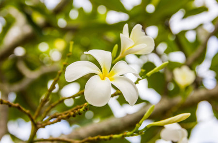 Beautiful white flowers of Plumeria  on blurred green  backgroundの写真素材