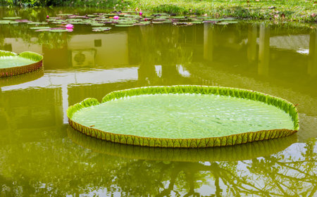 Victoria waterlilies on the pond in Thailandの写真素材