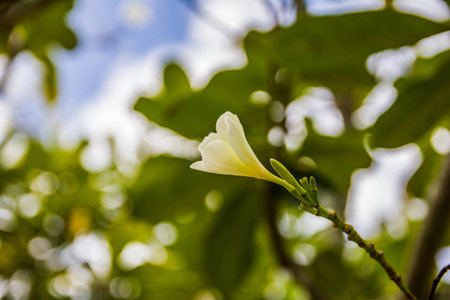 Beautiful white flowers of Plumeria  on blurred green  backgroundの写真素材