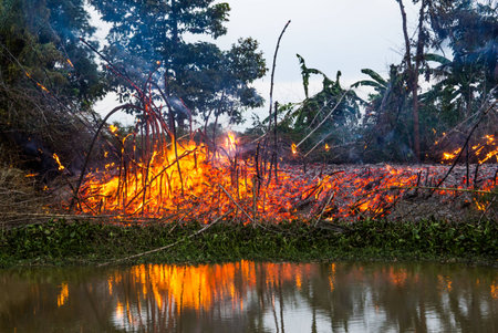 Flames from a burning of forest.の写真素材