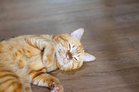 lovely cat