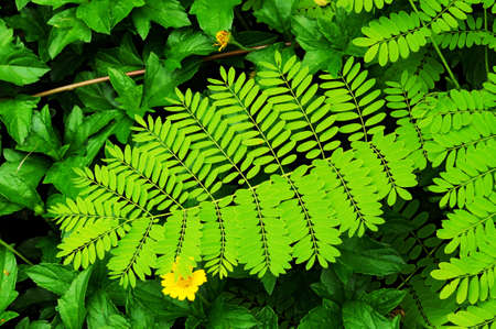 leaf greenの写真素材