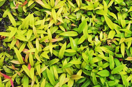 leaf green