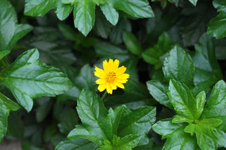 yellow flower