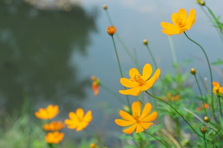 orange flower or Calendula  Pot Marigold  Flowerの写真素材