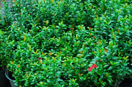 leaf greenの写真素材