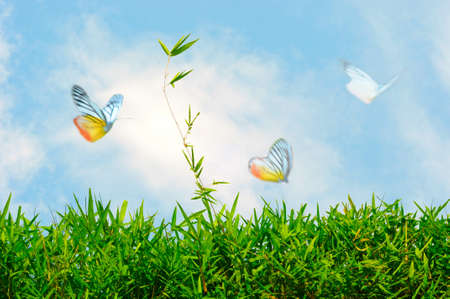 grass and butterfly 