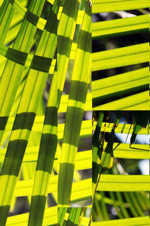 leaf greenの写真素材