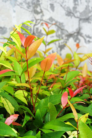 leaf