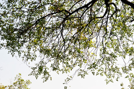 shadow of treeの写真素材