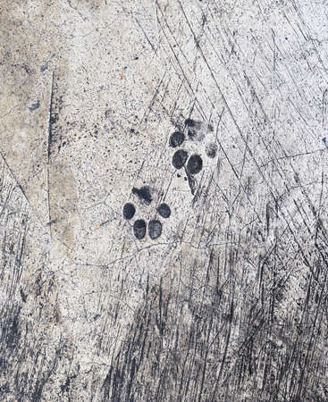grunge floor with cat pawsの写真素材