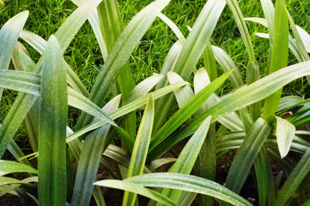 Green leavesの写真素材