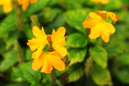 yellow flowerの写真素材