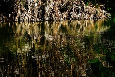 palm reflect in lakeのeditorial素材