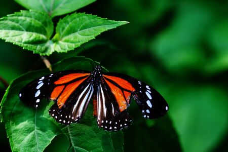 butterflyの写真素材