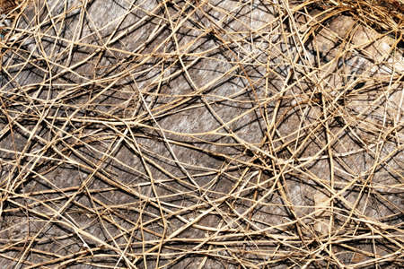 strawの写真素材