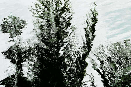 shadow of tree