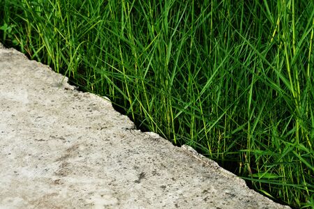 grassの写真素材