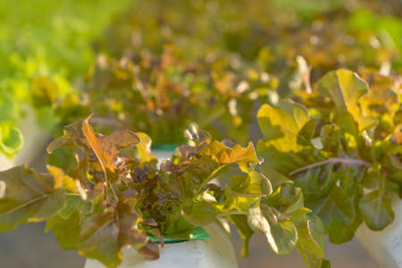 Organic Hydroponic Vegetable Cultivation Farm.Organic farm land with green rowsの写真素材