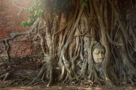 Ayutthaya historical park, Head of Buddha statue in the tree roots, Wat Mahathat temple, Phra Nakhon Si Ayutthaya province, Thailandの写真素材