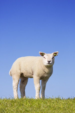A cute little Texel lamb in the grass on the island of Texel in The Netherlands on a sunny day.の写真素材