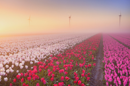 Colourful tulips in the Netherlands, photographed at sunrise on a beautiful foggy morning.の写真素材