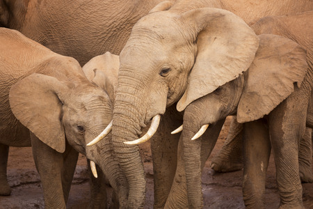 A herd of elephants at a waterhole in Addo Elephant National Park, South Africa.