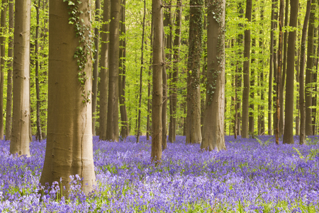 A beautiful blooming bluebell forest. Photographed in the Forest of Halle (Hallerbos) in Belgium.の写真素材
