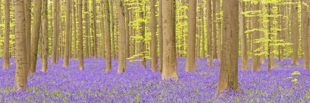 A beautiful blooming bluebell forest. Photographed in the Forest of Halle (Hallerbos) in Belgium.