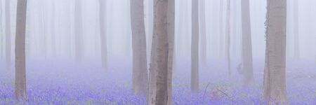 A beautiful blooming bluebell forest. Photographed on a foggy morning in the Forest of Halle (Hallerbos) in Belgium.の写真素材