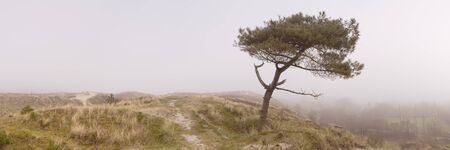 A lonely tree on a dune on the island of Terschelling in The Netherlands. Photographed on a foggy morning.の写真素材