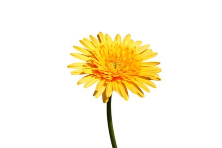 flower of Yellow gerbera tree on white background, isolated.の写真素材