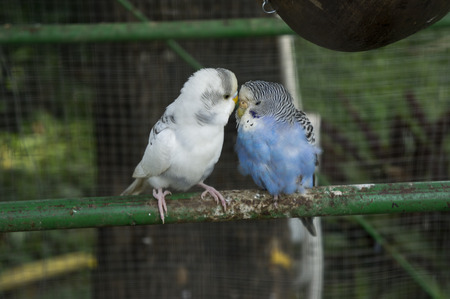 Parakeets (Budgie) Kiss in cage