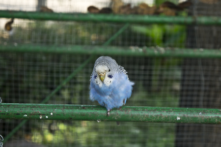 Parakeets (Budgie) in cage
