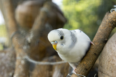 Parakeets (Budgie)  in cage