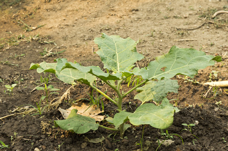 Eggplant tree in the garden.の写真素材