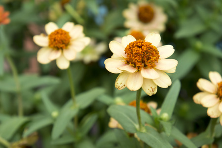 Narrowleaf Zinnia flowers, blurry in background.の写真素材