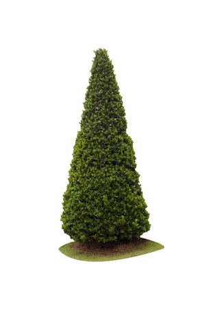 bush isolated on white backgroundの写真素材