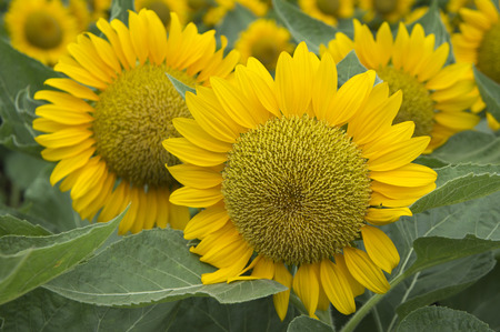 Sunflowers in the gardenの写真素材