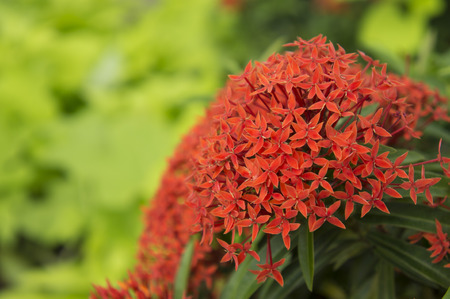 Ixora flowers in the garden at the park, blurry in background.の写真素材
