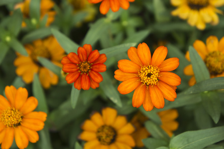 Orange Pot marigold Calendula officinalisの写真素材