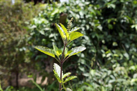 Close up Thai basil plant, basil is a common name for the culinary herb Ocimum basilicumの写真素材