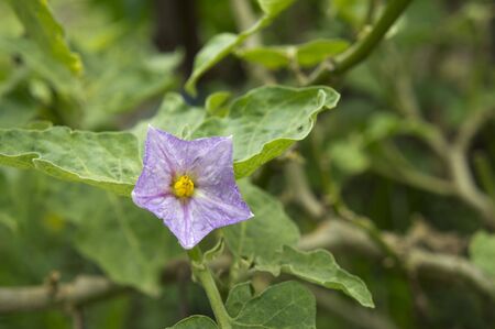 Flower of Thai Green Eggplant in garden.の写真素材